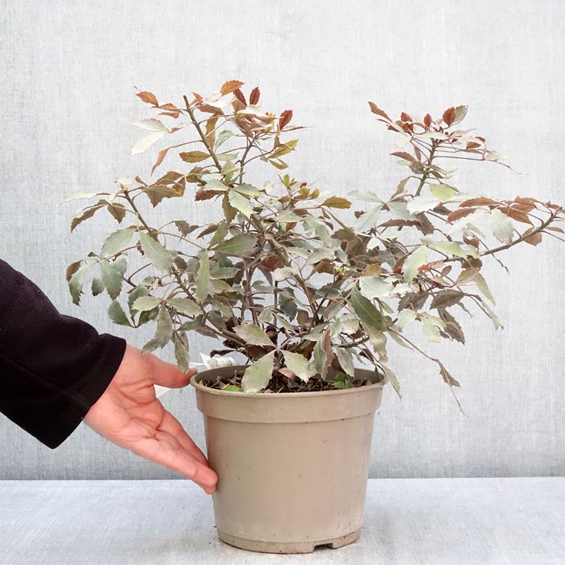 Exemplar von Pseudopanax Rangatira Topf mit 4L/5L wie im Frühjahr geliefert