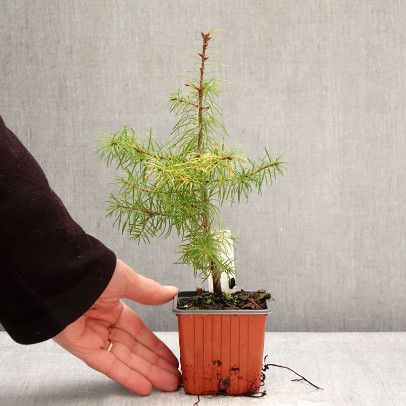 Example of Pseudotsuga menziesii - Douglasie Kleine Töpfe von 8/9 cm as you get in hiver