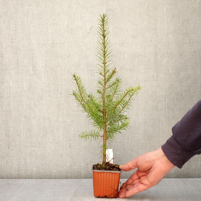 Exemplar von Pseudotsuga menziesii - Douglasie Kleine Töpfe von 8/9 cm wie im Frühjahr geliefert