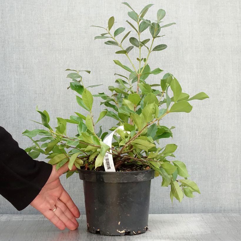Exemplar von Psidium cattleyanum - Goyavier de Chine Pot de 2L/3L wie im Herbst geliefert