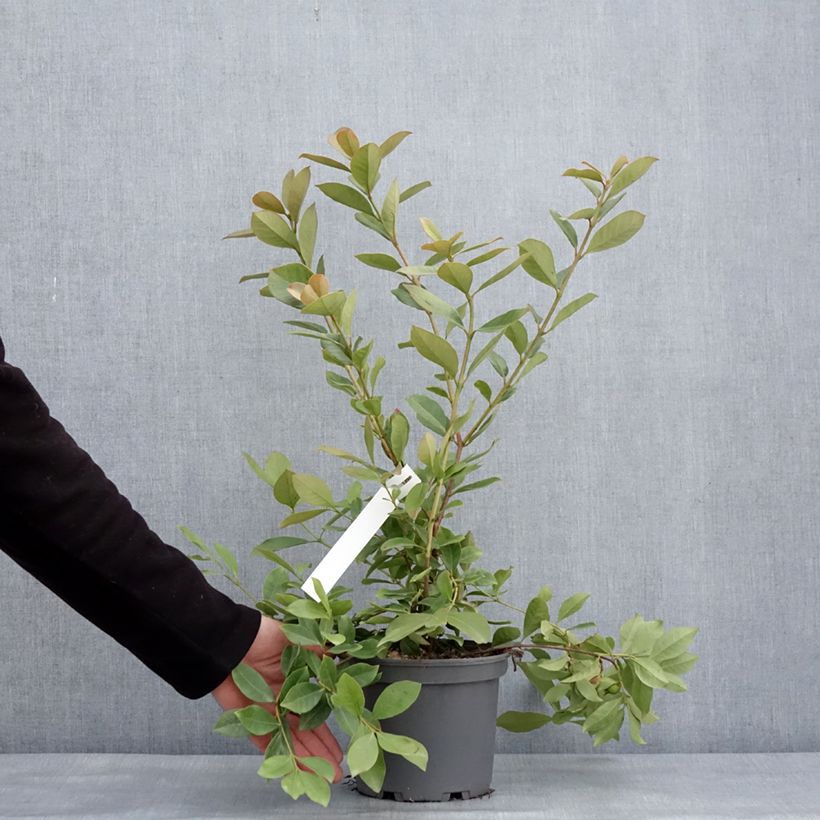Exemplar von Psidium cattleianum lucidum - Goyavier de Chine à fruits jaunes Pot de 3L/4L wie im Winter geliefert