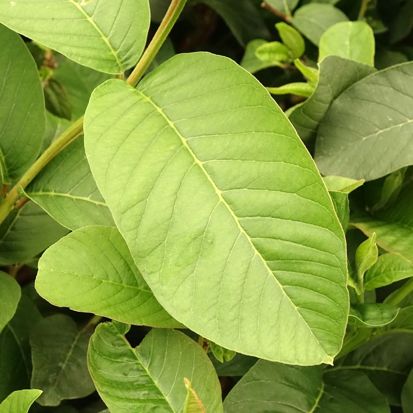Echte Guave Limon - Psidium guajava (Foliage)