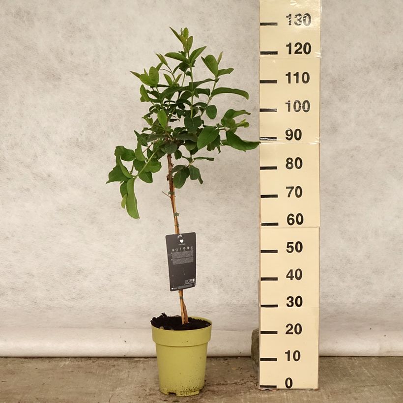 Exemplar von Echte Guave Limon - Psidium guajava Topf mit 6L/7L wie im Sommer geliefert