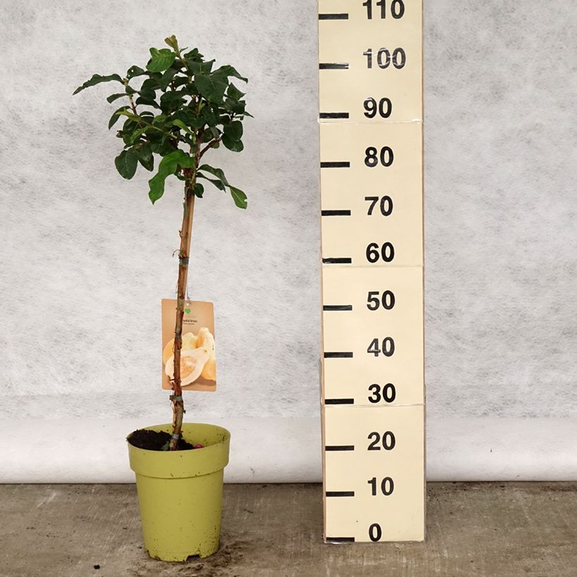 Example of Echte Guave Limon - Psidium guajava Topf mit 6L/7L as you get in printemps