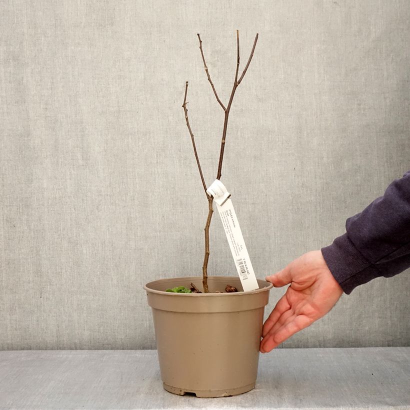 Exemplar von Ptelea trifoliata Aurea - Kleeulme Topf mit 3L/4L wie im Frühjahr geliefert