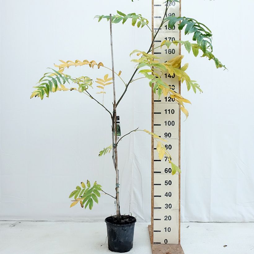 Exemplar von Kaukasische Flügelnuss - Pterocarya fraxinifolia Topf mit 6L/7L wie im Herbst geliefert