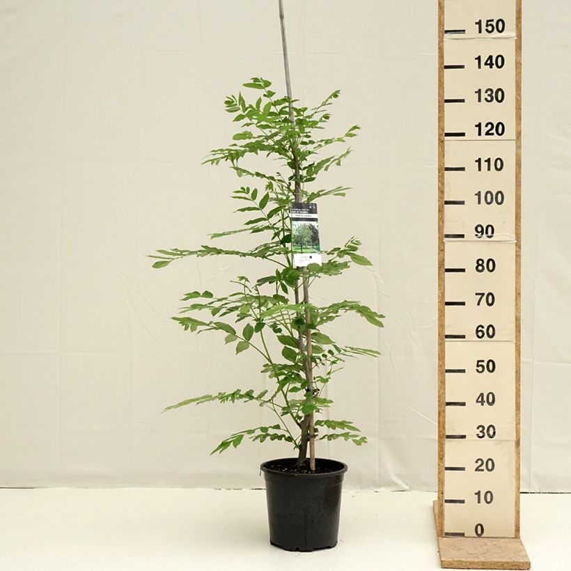 Exemplar von Kaukasische Flügelnuss - Pterocarya fraxinifolia Topf mit 6L/7L wie im Frühjahr geliefert