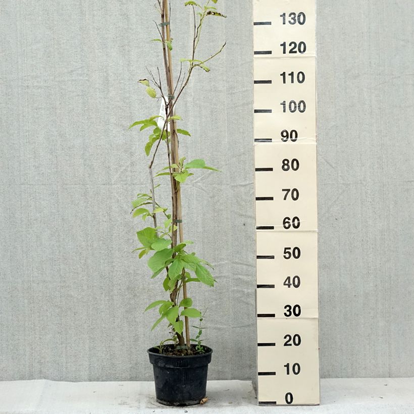 Exemplar von Pterostyrax hispida - Flügelstorax Topf mit 4L/5L wie im Sommer geliefert