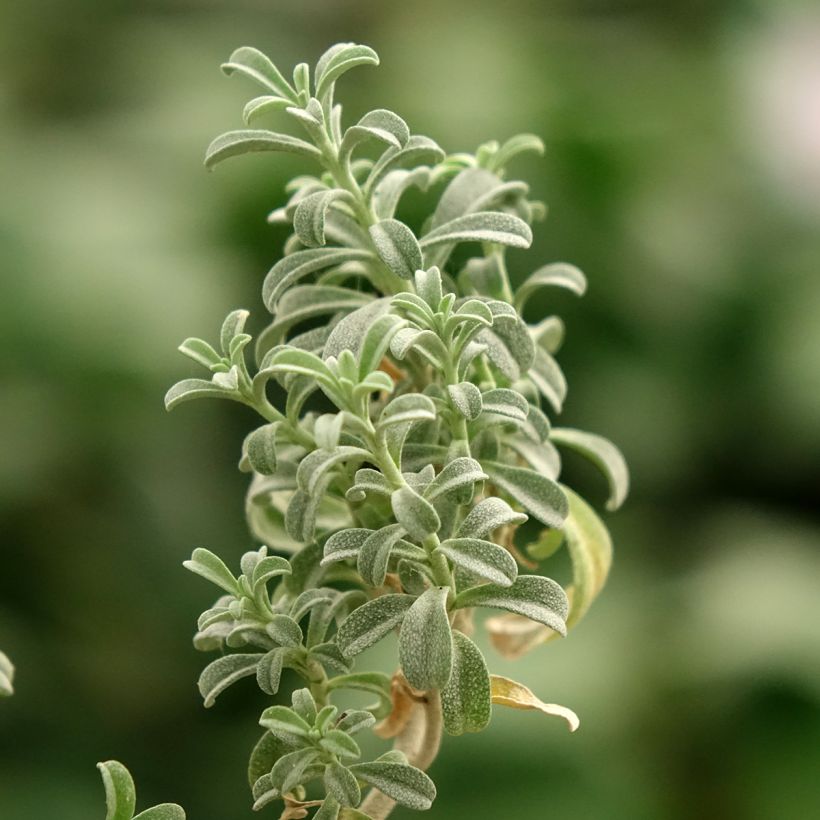 Ptilotrichum spinosum Rubrum - Dorniges Steinkraut (Laub)