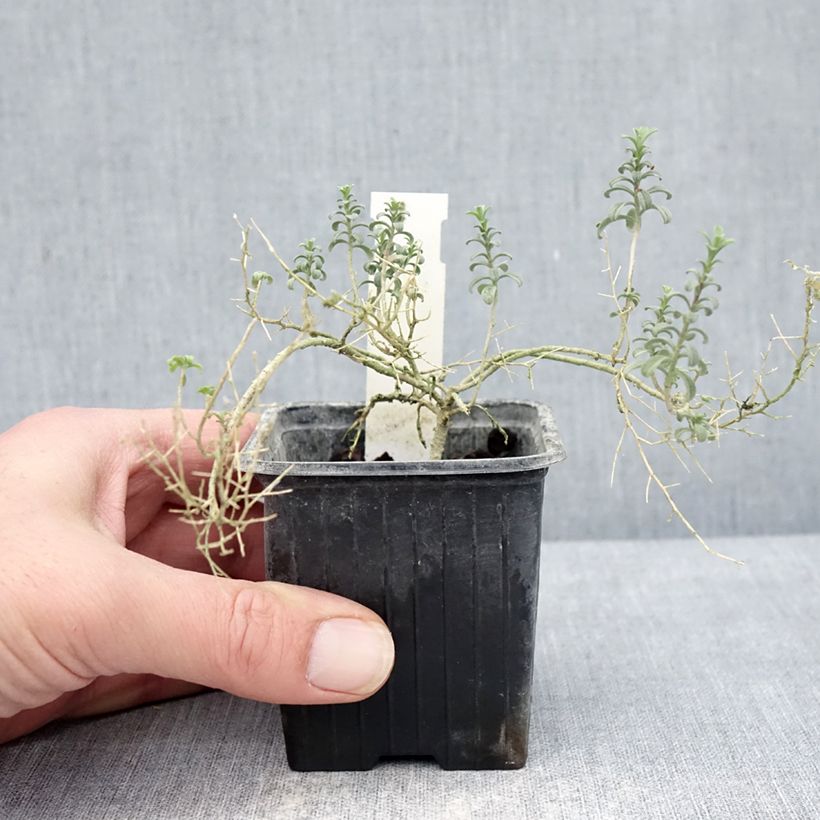 Exemplar von Ptilotrichum spinosum Rubrum - Dorniges Steinkraut Kleine Töpfe von 8/9 cm wie im Winter geliefert