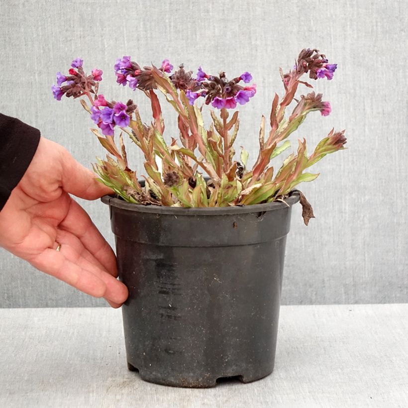 Example of Lungenkraut Diane Clare - Pulmonaria Topf mit 2L/3L as you get in printemps