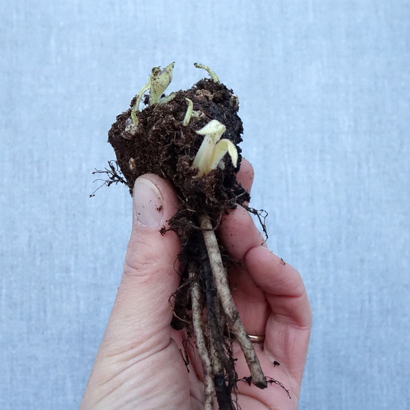 Example of Lungenkraut Diane Clare - Pulmonaria Wurzelnackt as you get in hiver