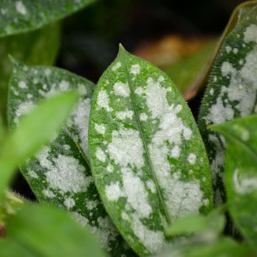 Lungenkraut Opal - Pulmonaria (Foliage)