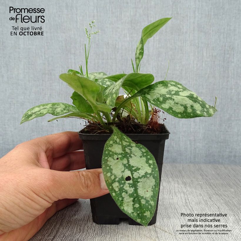 Exemplar von Lungenkraut Opal - Pulmonaria Kleine Töpfe von 8/9 cm wie im Herbst geliefert