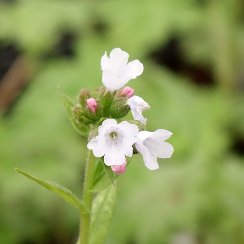 Lungenkraut Opal - Pulmonaria (Flowering)