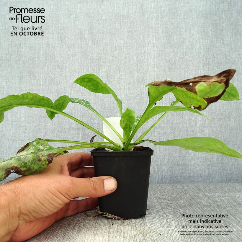 Exemplar von Lungenkraut Sissinghurst White - Pulmonaria Kleine Töpfe von 8/9 cm wie im Herbst geliefert