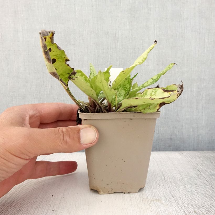 Exemplar von Lungenkraut Twinkle Toes - Pulmonaria Kleine Töpfe von 8/9 cm wie im Sommer geliefert