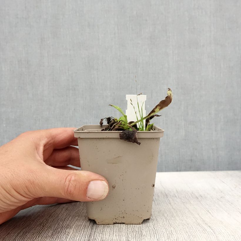 Exemplar von Lungenkraut Ice Ballet - Pulmonaria Kleine Töpfe von 8/9 cm wie im Herbst geliefert