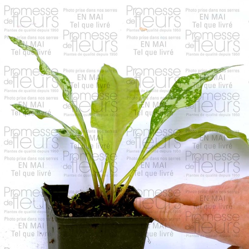 Beispiel eines Exemplars von Lungenkraut Margery Fish - Pulmonaria Kleine Töpfe von 8/9 cm wie geliefert