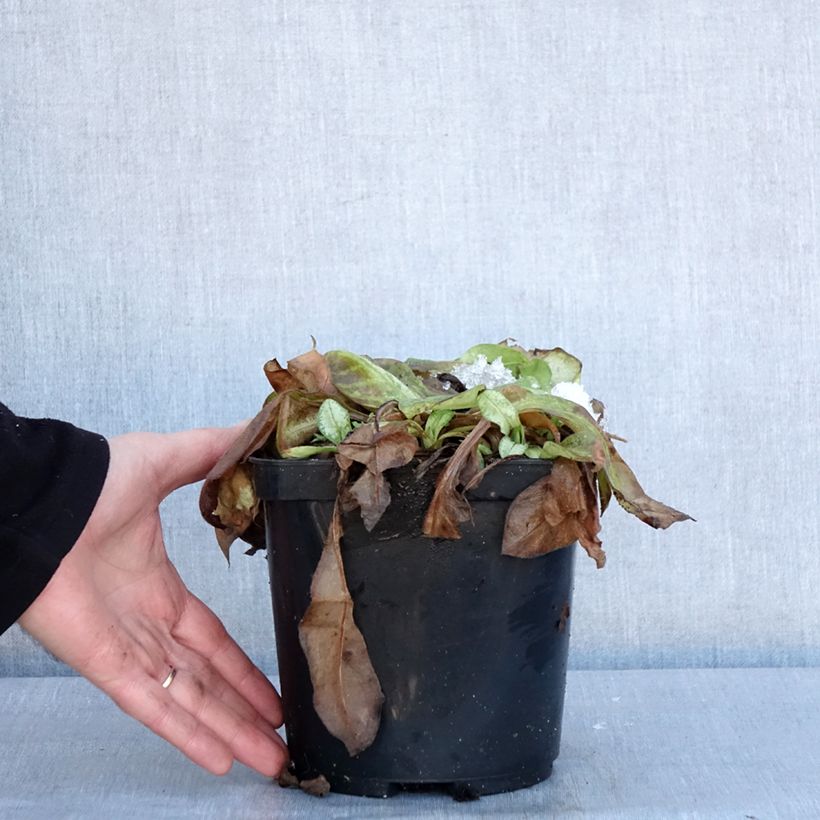 Exemplar von Pulmonaire Moonshine - Pulmonaria Pot de 3L/4L wie im Winter geliefert