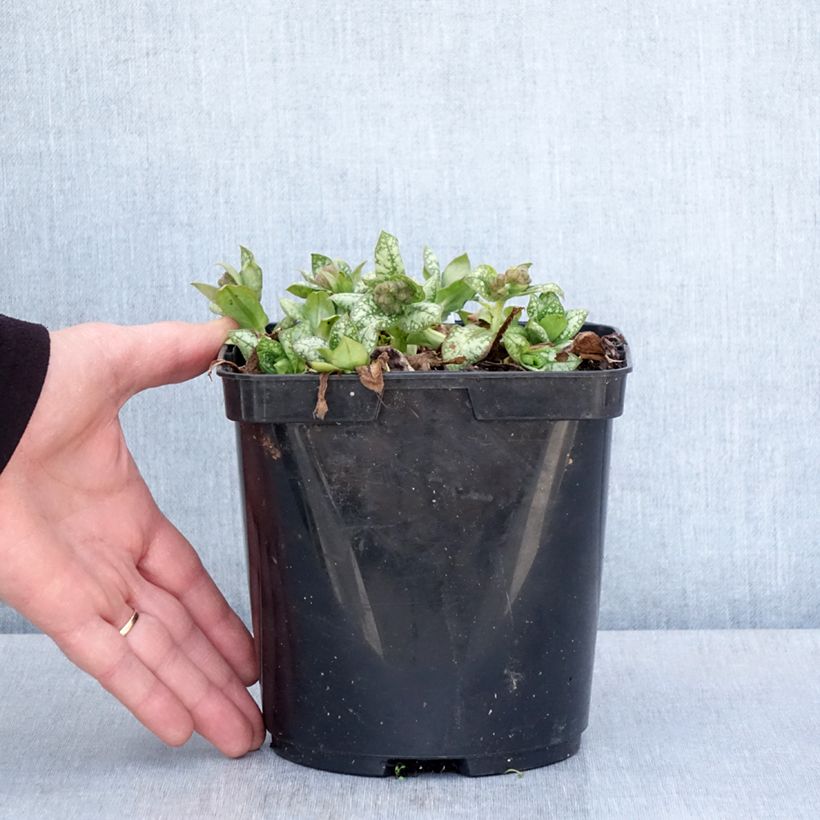 Exemplar von Lungenkraut Moonshine - Pulmonaria Topf mit 3L/4L wie im Frühjahr geliefert