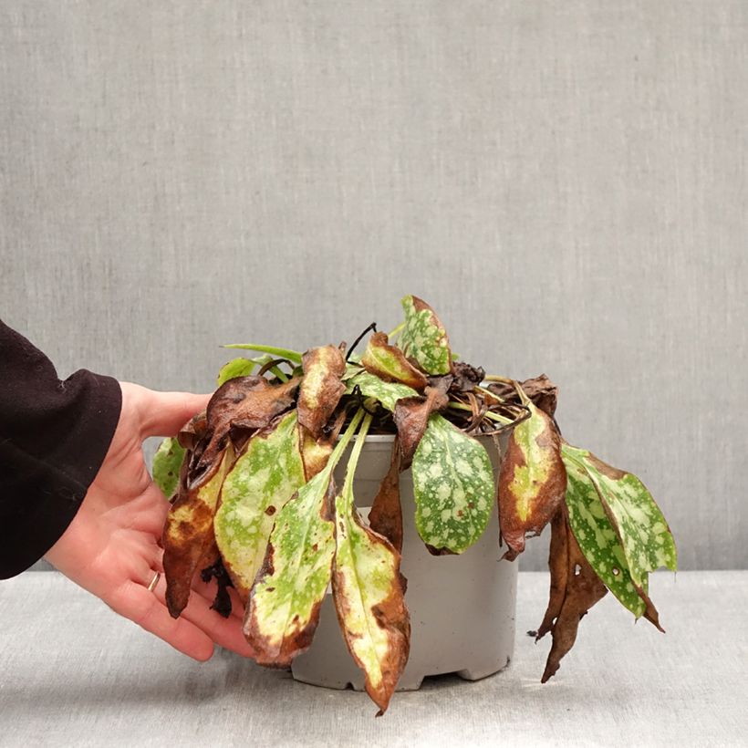 Example of Lungenkraut Shrimps on the Barbie - Pulmonaria Topf mit 3L/4L as you get in hiver