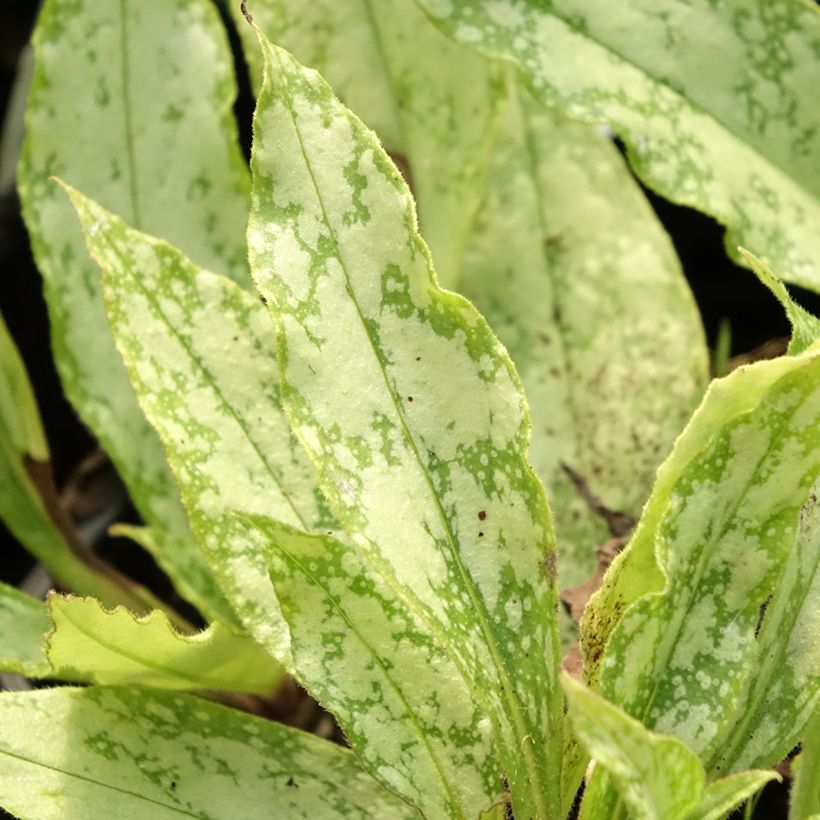 Lungenkraut Silver Bouquet - Pulmonaria (Foliage)