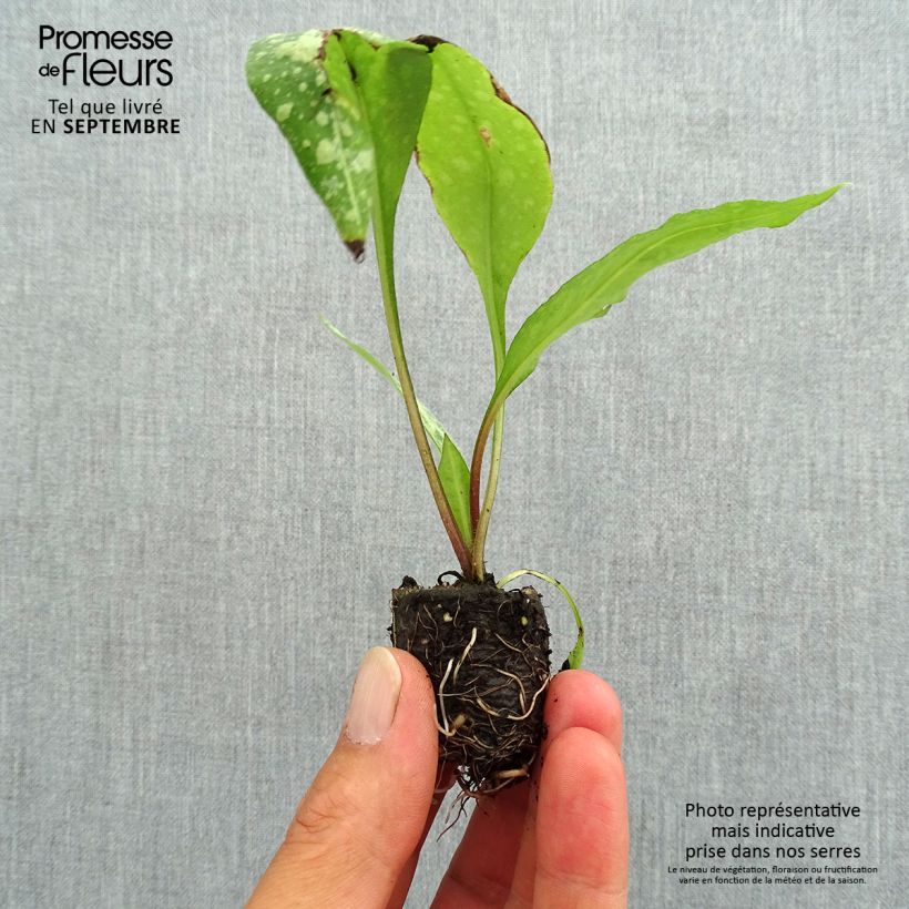 Example of Lungenkraut Silver Bouquet - Pulmonaria Mini-Plug Ø 3/4 cm as you get in automne