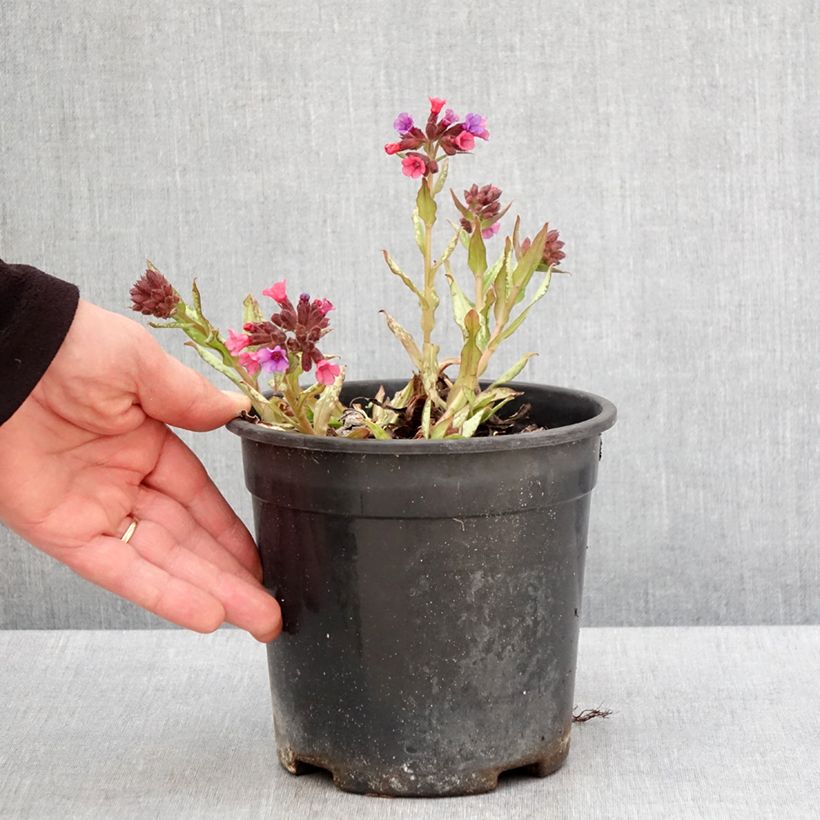 Example of Lungenkraut Silver Bouquet - Pulmonaria Topf mit 2L/3L as you get in printemps