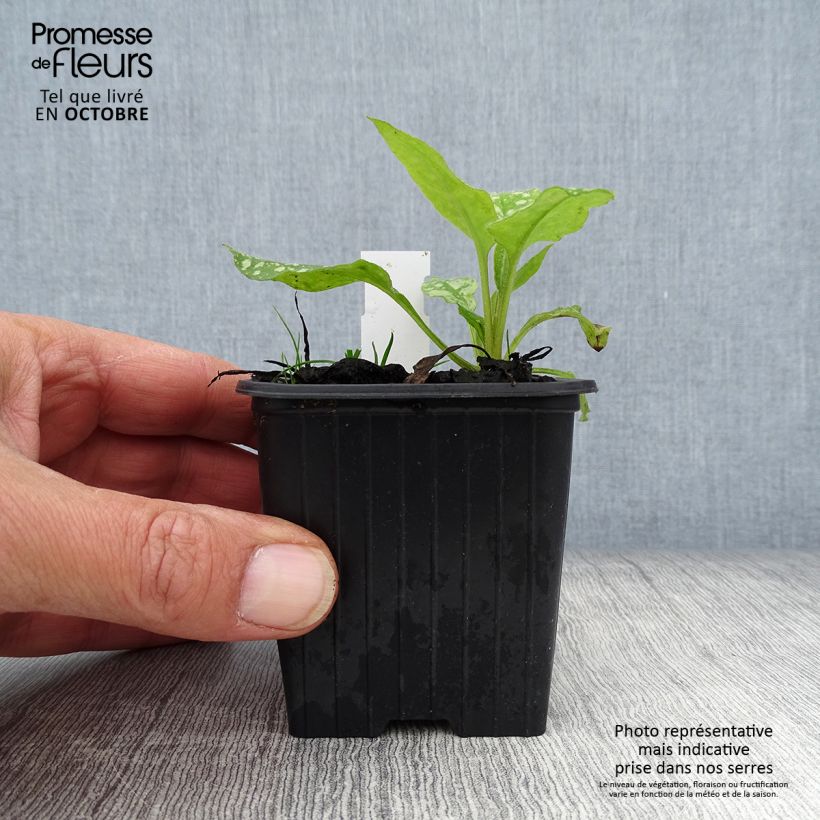 Exemplar von Lungenkraut Mrs Moon - Pulmonaria Kleine Töpfe von 8/9 cm wie im Herbst geliefert
