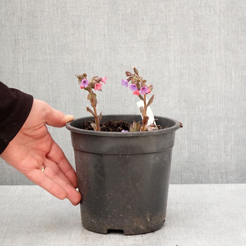 Exemplar von Lungenkraut Mrs Moon - Pulmonaria Topf mit 2L/3L wie im Frühjahr geliefert
