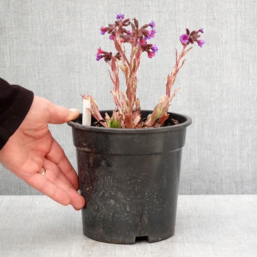 Example of Lungenkraut Samourai - Pulmonaria Topf mit 2L/3L as you get in printemps