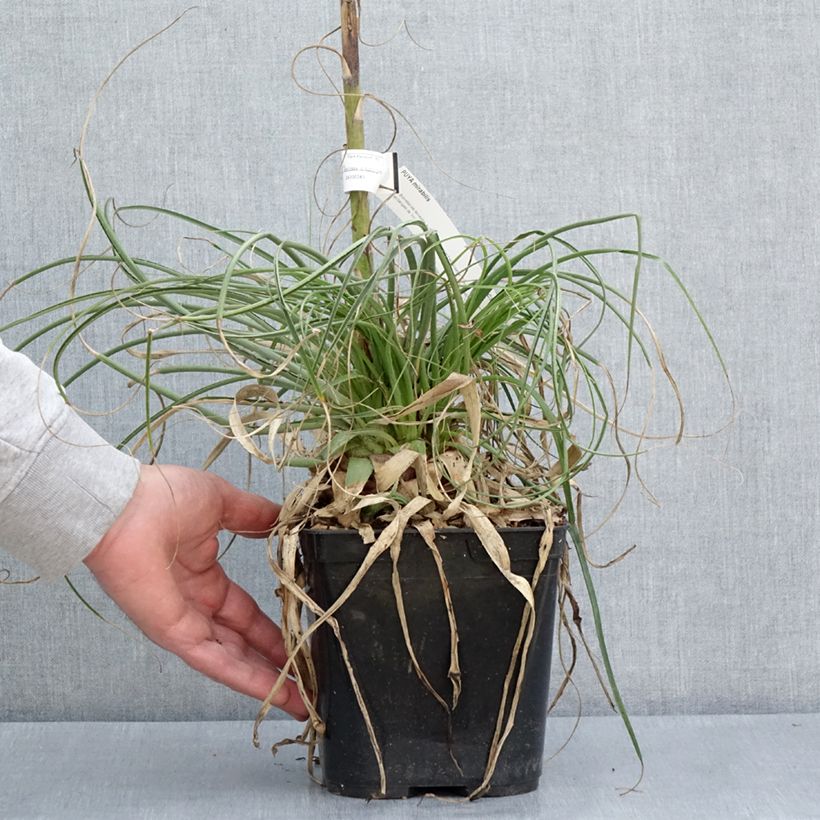 Exemplar von Puya mirabilis Topf mit 2L/3L wie im Frühjahr geliefert