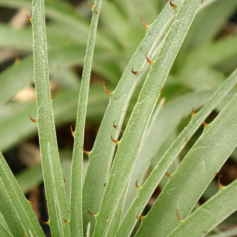 Puya weberiana (Foliage)