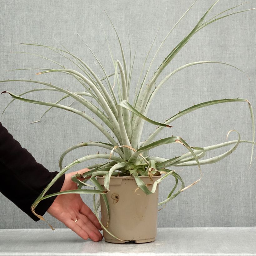 Exemplar von Puya weberiana Topf mit 3L/4L wie im Herbst geliefert
