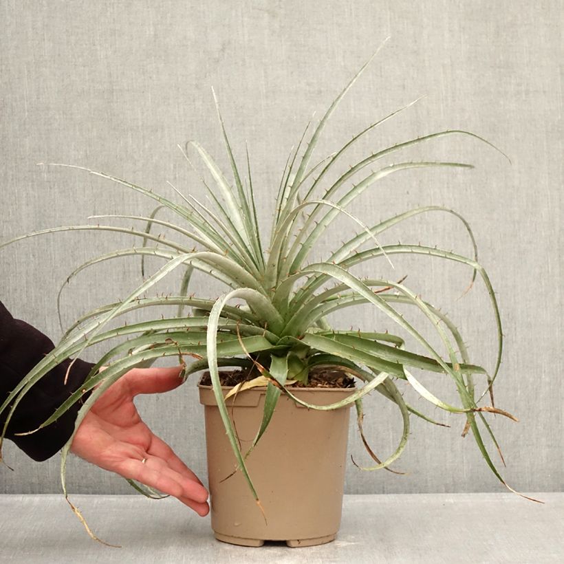 Example of Puya weberiana Topf mit 3L/4L as you get in hiver