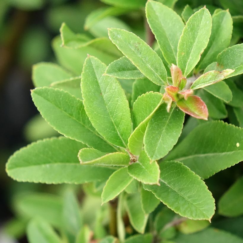 Feuerdorn Orange Star - Pyracantha coccinea (Laub)