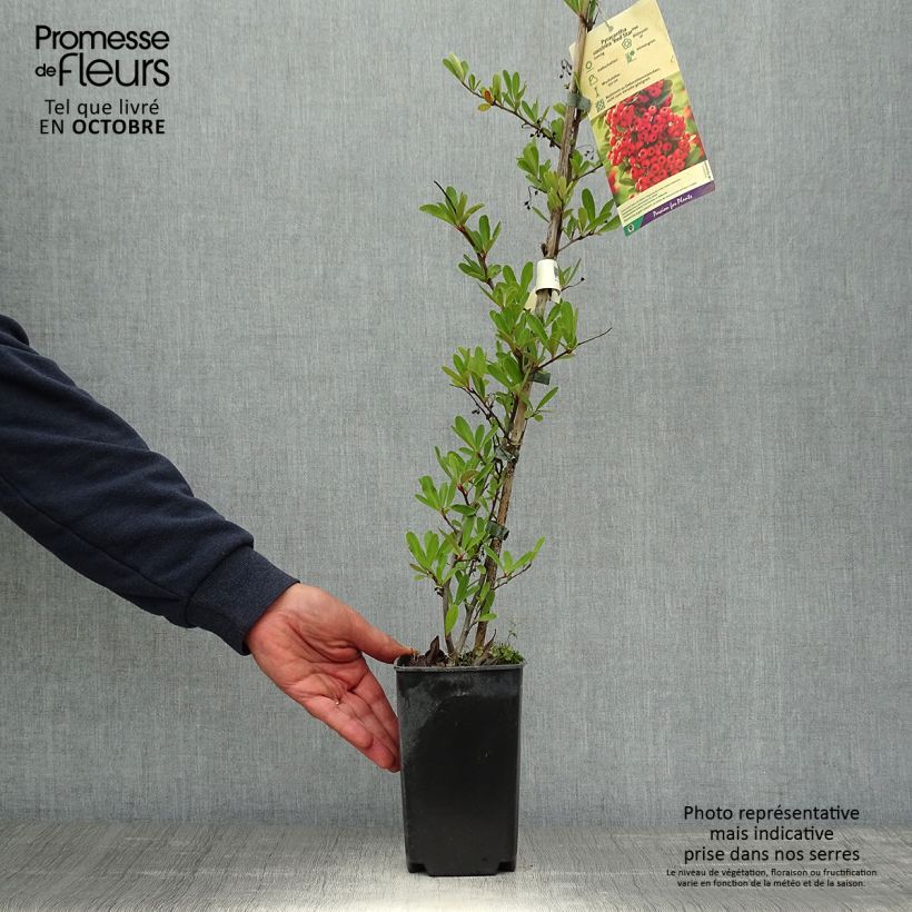 Exemplar von Pyracantha coccinea Red Star - Buisson ardent Pot de 2L/3L wie im Herbst geliefert