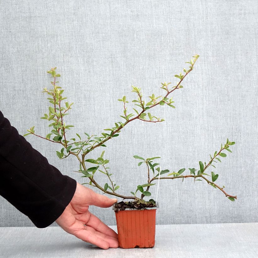 Exemplar von Feuerdorn Sunny Star - Pyracantha coccinea Kleine Töpfe von 8/9 cm wie im Frühjahr geliefert