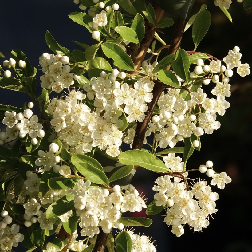 Feuerdorn Golden Charmer - Pyracantha (Blüte)