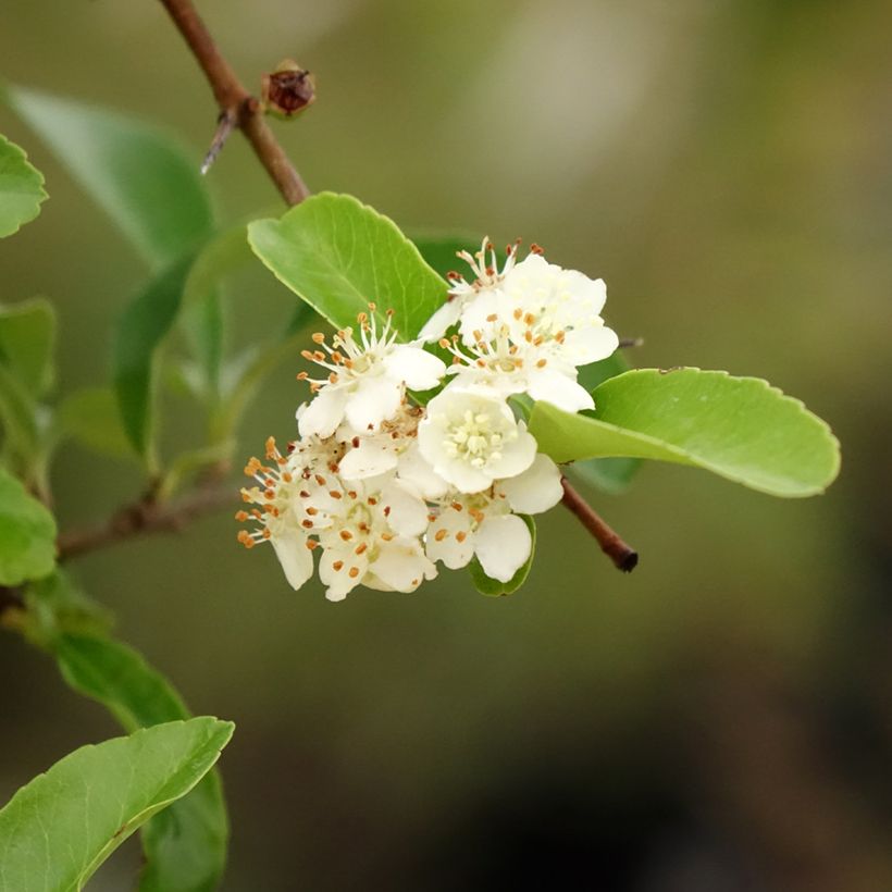 Feuerdorn SAPHYR Orange - Pyracantha coccinea (Foliage)