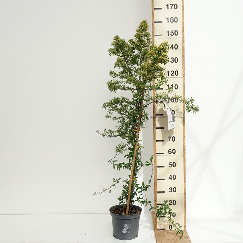 Exemplar von Feuerdorn SAPHYR Orange - Pyracantha coccinea Topf mit 6L/7L wie im Sommer geliefert