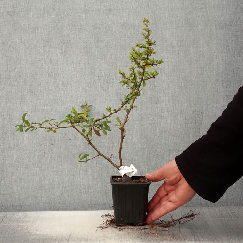 Example of Feuerdorn SAPHYR Orange - Pyracantha coccinea Kleine Töpfe von 8/9 cm as you get in printemps