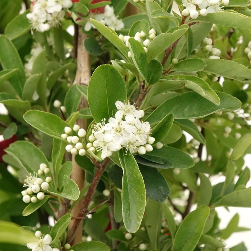 Feuerdorn SAPHYR Rouge - Pyracantha coccinea (Flowering)