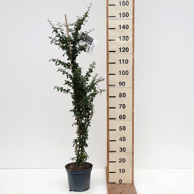 Example of Feuerdorn SAPHYR Rouge - Pyracantha coccinea Topf mit 7,5L/10L as you get in hiver