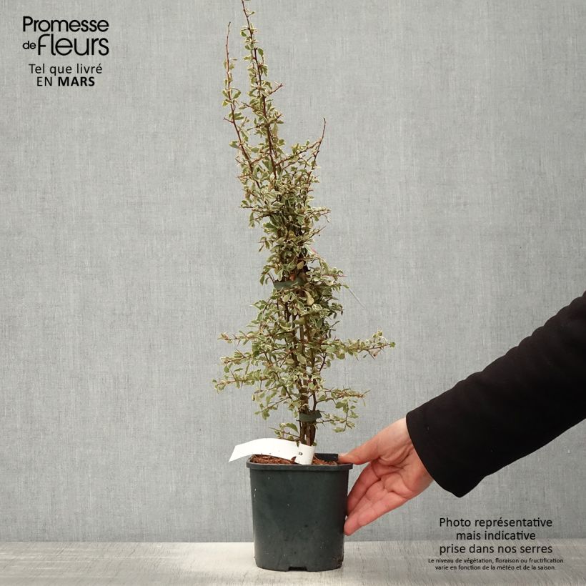 Example of Feuerdorn Sparkler - Pyracantha palustris Topf mit 2L/3L as you get in printemps