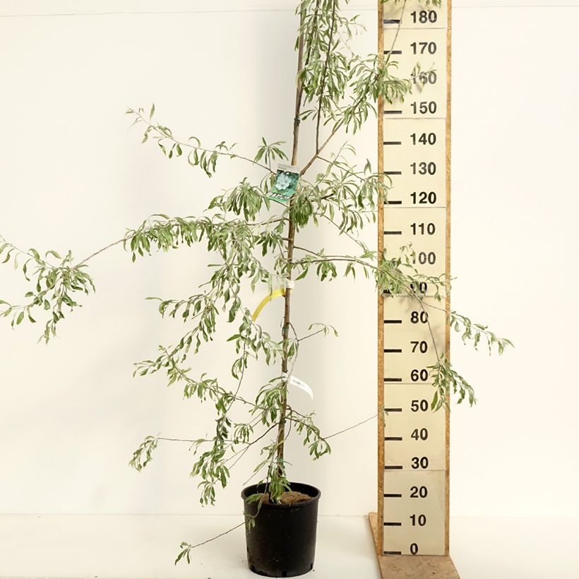 Example of Weidenblättrige Birne Pendula - Pyrus salicifolia Topf mit 12L/15L as you get in printemps