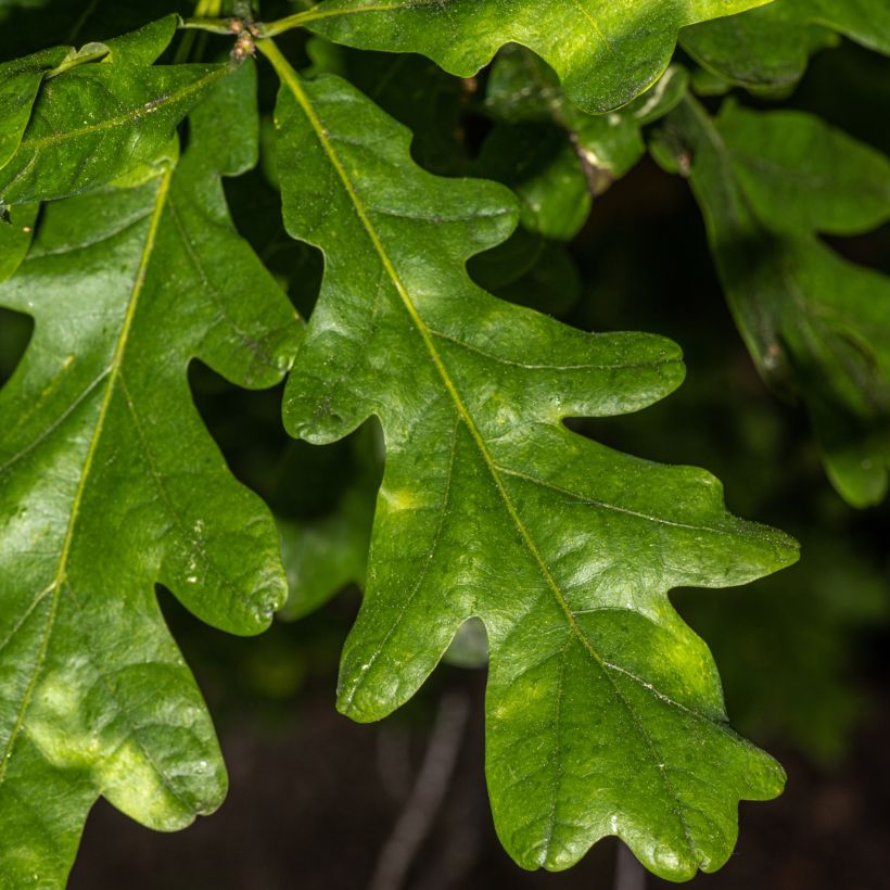 Quercus bimundorum Crimson spire - Säulen-Eiche (Foliage)