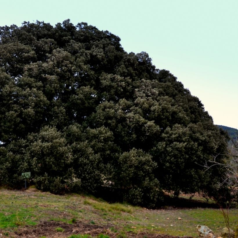 Quercus ilex - Stein-Eiche (Wuchs)