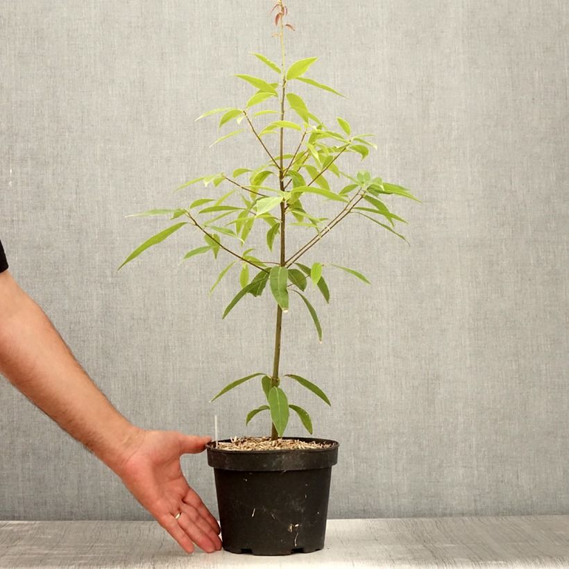 Exemplar von Quercus myrsinifolia - Bambusblättrige Eiche Topf mit 3L/4L wie im Sommer geliefert